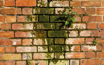 Mould and Algae on a brikc wall